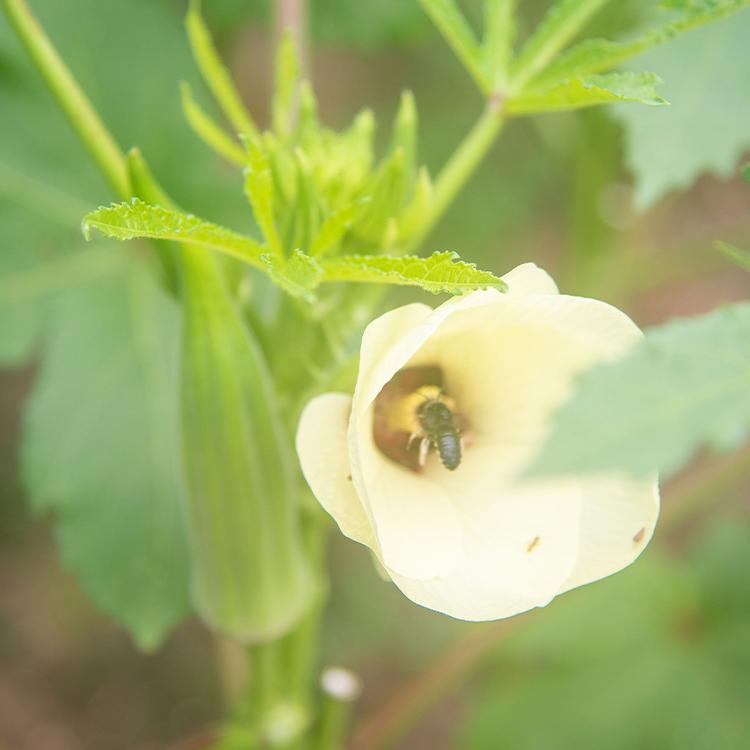 蜜蜂会冬眠吗？?